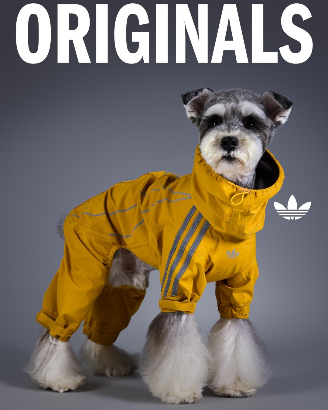 Goss!p｜adidas Originals ペットコレクション 2026冬が登場！