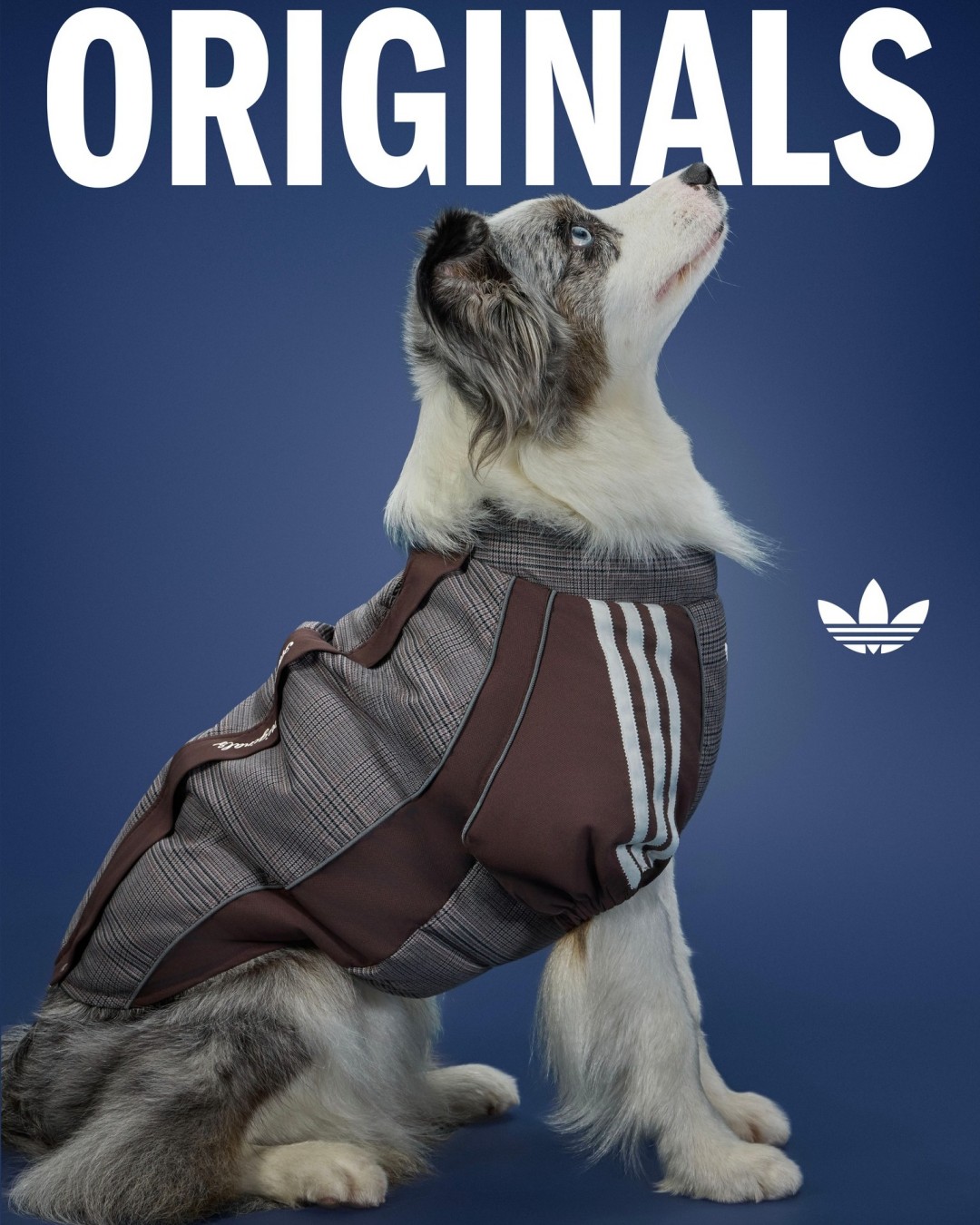 Goss!p｜adidas Originals ペットコレクション 2026冬が登場！