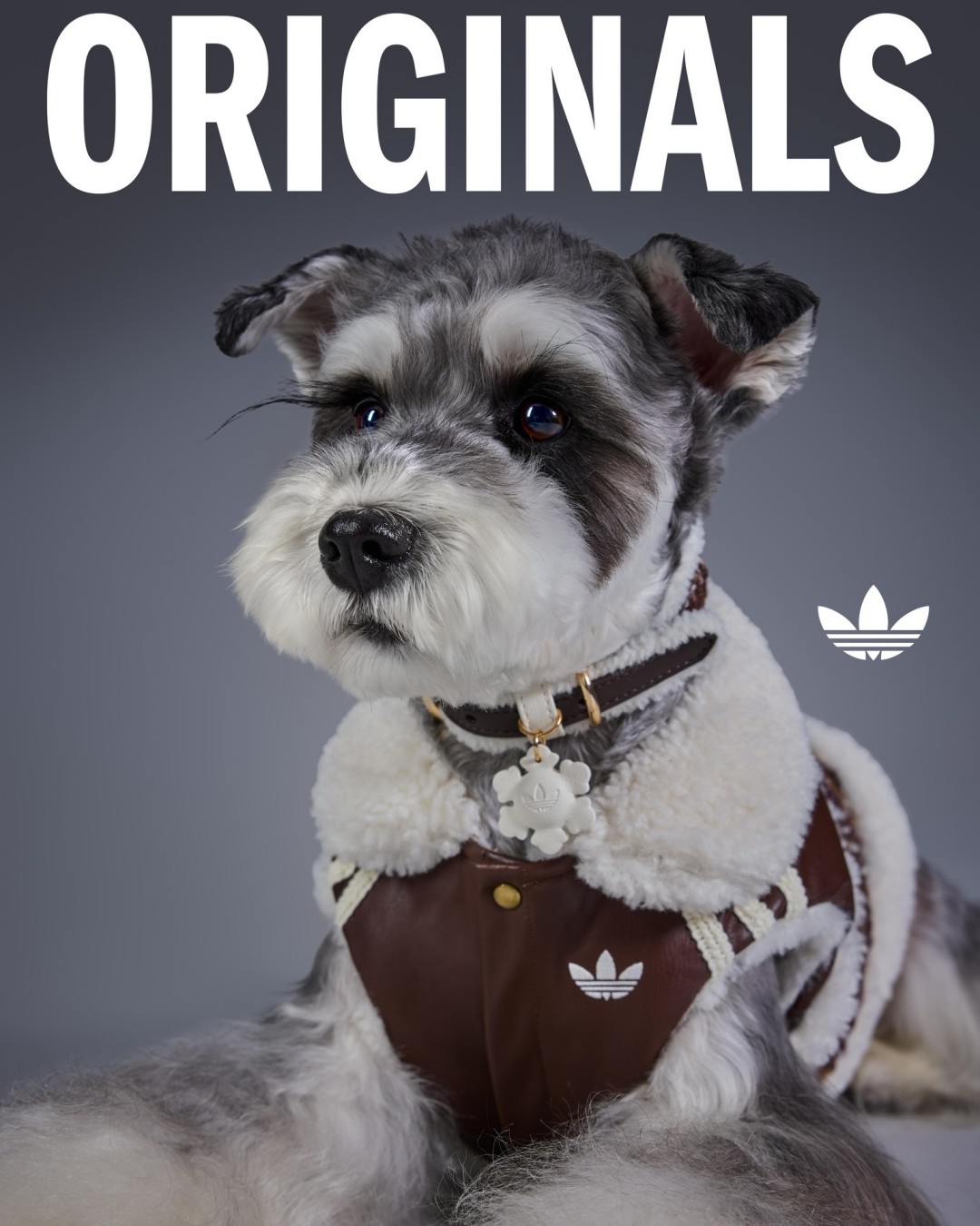 Goss!p｜adidas Originals ペットコレクション 2026冬が登場！