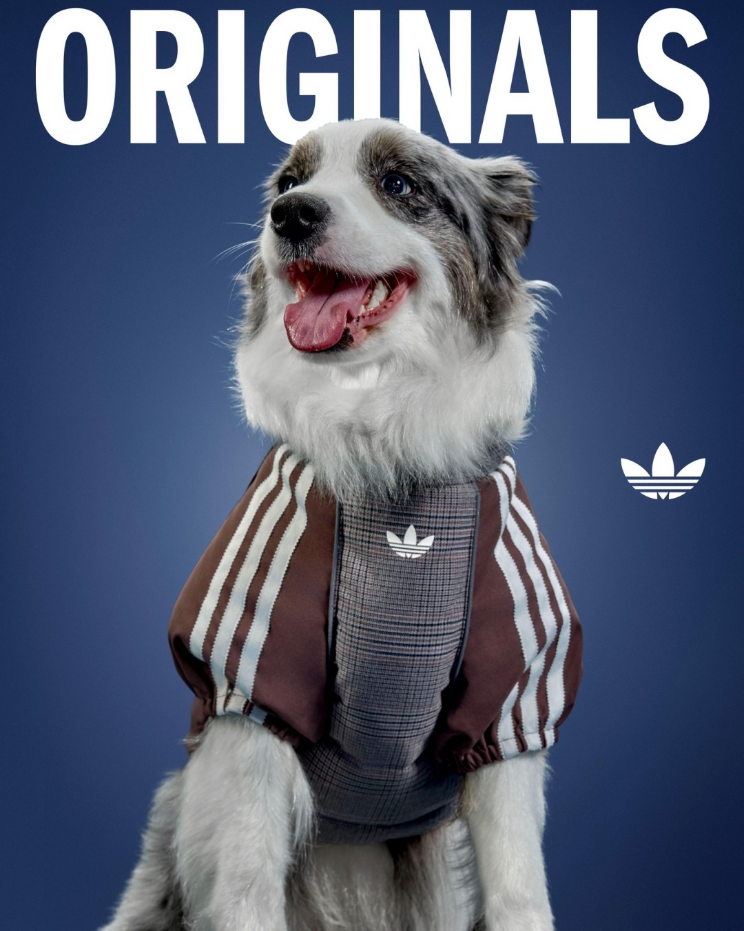 Goss!p｜adidas Originals ペットコレクション 2026冬が登場！