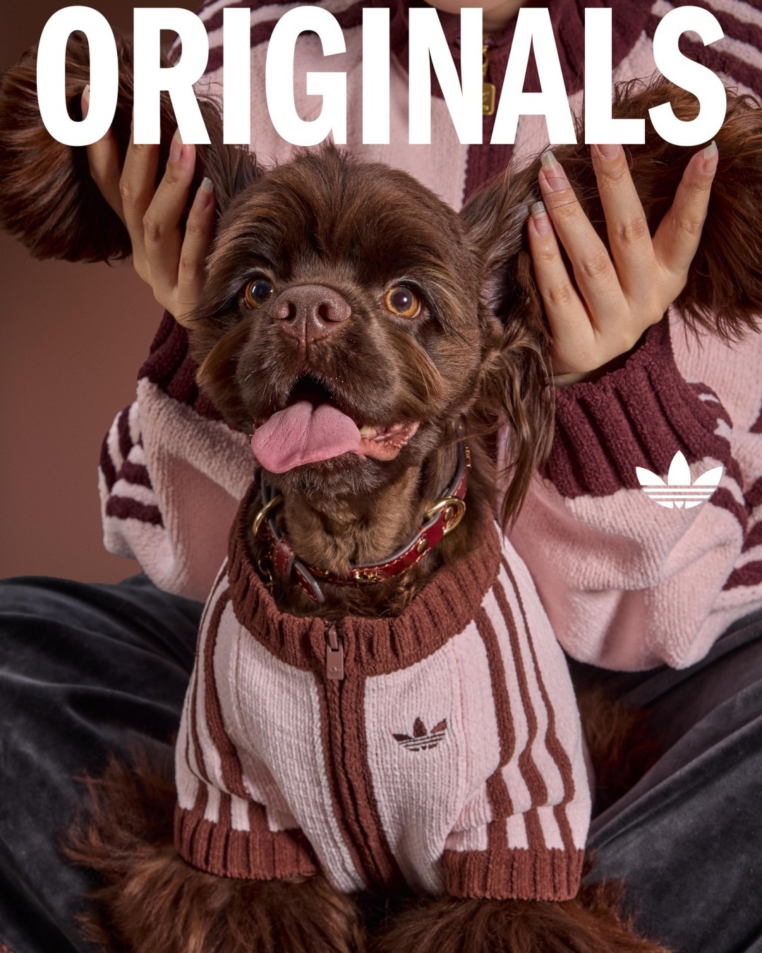 Goss!p｜adidas Originals ペットコレクション 2026冬が登場！