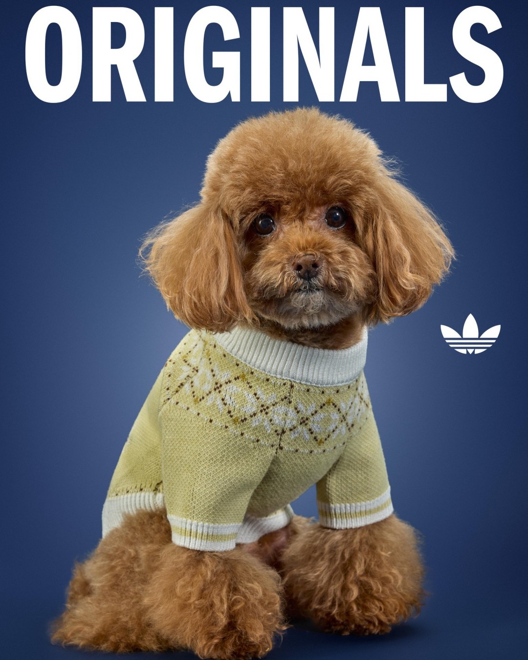 Goss!p｜adidas Originals ペットコレクション 2026冬が登場！